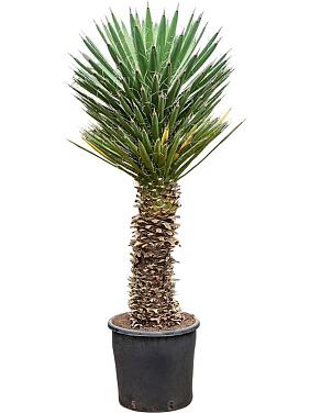 Юкка Филифера