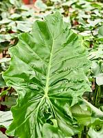 Алоказия Портодора H160 D32 см