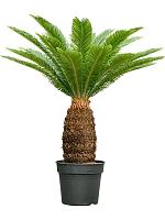 Цикас Революта H120 D38 см