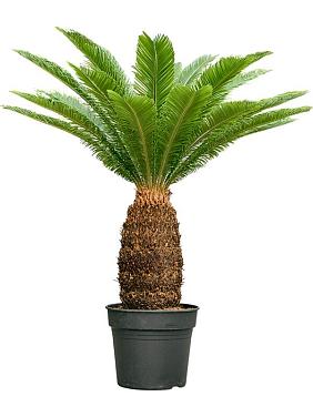 Цикас Революта