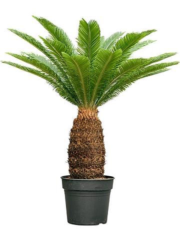 Цикас Революта Цикас Революта