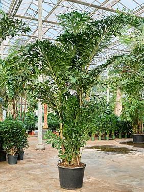 Кариота Митис мягкая