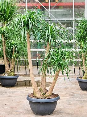 Нолина (Бокарнея отогнутая) разветвленная Нолина (Бокарнея отогнутая) разветвленная