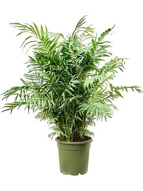 Хамедорея Элеганс изящная Хамедорея Элеганс изящная