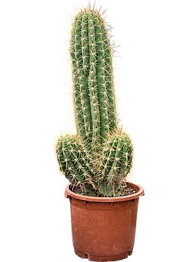 Эхинопсис Атакаменсис Пасакана Эхинопсис Атакаменсис Пасакана