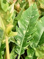 Филодендрон Ринг оф Файер H50 D19 см