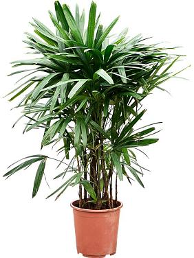 Рапис высокий Рапис высокий