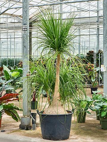 Нолина (Бокарнея отогнутая) разветвленная Нолина (Бокарнея отогнутая) разветвленная