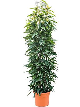 Фикус Бенедикта Амстел Кинг колонна Фикус Бенедикта Амстел Кинг колонна