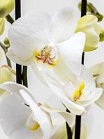 Фаленопсис микс 2 ствола H70 D12 см