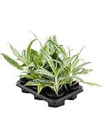 Аглаонема Матча Лемон H35 D12 см