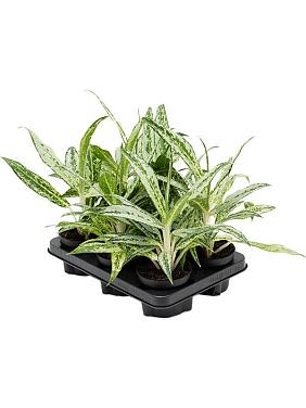 Аглаонема Матча Лемон Аглаонема Матча Лемон