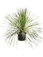 Дазилирион микихуанский H130 D30 см