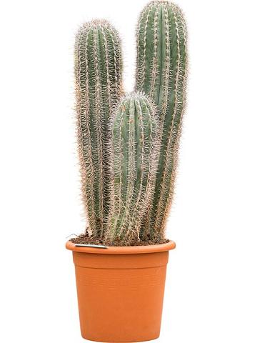 Пахицереус Прингла 3 ствола Пахицереус Прингла 3 ствола