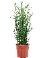 Молочай Тирукалли H85 D24 см