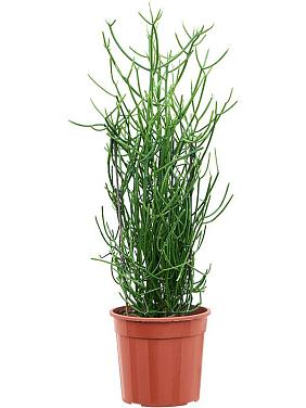 Молочай Тирукалли Молочай Тирукалли