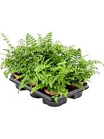 Асплениум Парвати H25 D12 см