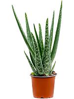 Алоэ Вера Барбаденсис H35 D12 см