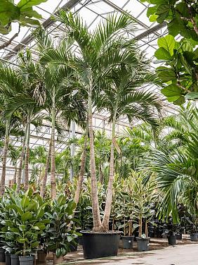 Вейтчия Мерилли (Адонидия) 2 ствола Вейтчия Мерилли (Адонидия) 2 ствола