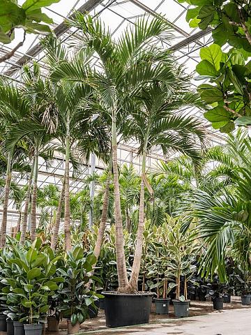 Вейтчия Мерилли (Адонидия) 2 ствола