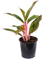 Аглаонема Джангл Ред H35 D12 см