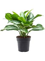 Аглаонема Сильвер Бей H50 D19 см