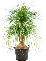 Нолина (Бокарнея отогнутая) разветвленная H220 D55 см