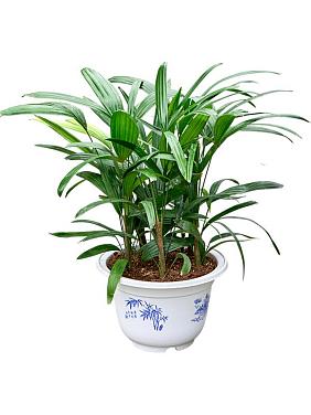 Рапис высокий Рапис высокий