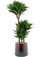 Драцена Фрагранс Компакта 3 ствола H100 D21 см