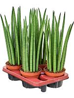 Сансевиерия Цилиндрика Спайк H50 D14 см