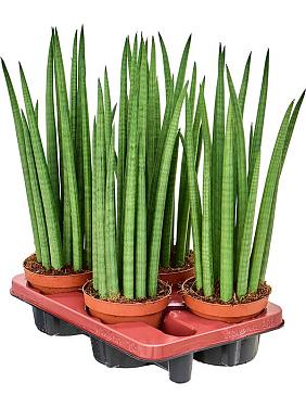 Сансевиерия Цилиндрика Спайк Сансевиерия Цилиндрика Спайк