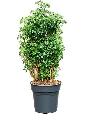 Полисциас Робл Полисциас Робл