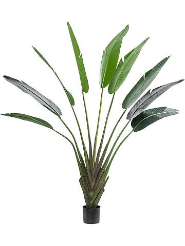 Стрелиция искусственная Стрелиция искусственная