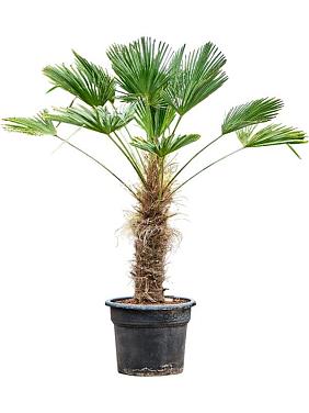 Трахикарпус Вагнера Трахикарпус Вагнера