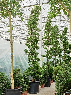 Подокарпус крупнолистный