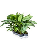 Аглаонема Фридман H70 D17 см
