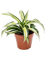 Драцена Фрагранс Малайка H20 D12 см
