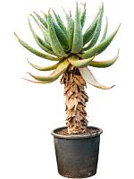 Алоэ Марлота H180 D60 см