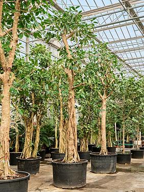 Фикус Альтиссимо