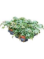 Даваллия пятилистная H25 D12 см