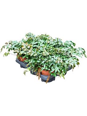 Даваллия пятилистная Даваллия пятилистная