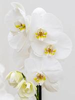 Фаленопсис белый 1 ствол H60 D12 см