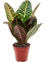 Кротон (Кодиеум) Петра H20 D12 см