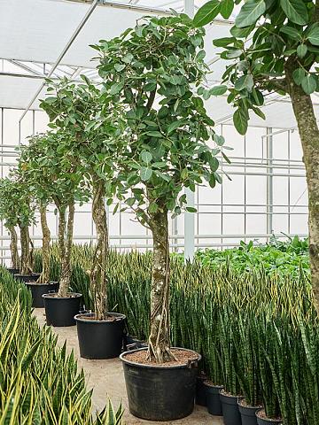 Фикус Бенгальский Одри