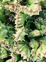 Молочай молочный (Эуфорбия Лактея) H40 D20 см Молочай молочный (Эуфорбия Лактея) H40 D20 см