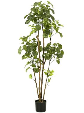 Полисциас искусственный Полисциас искусственный