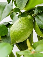 Лимонное дерево H160 D38 см