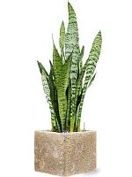 Кашпо Baq lava cube relic beige (glazed inside) L22 W22 H20 см