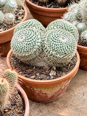 Маммиллярия Паркинсона Маммиллярия Паркинсона