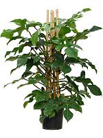 Филодендрон чешуеносный Сквамиферум H120 D27 см